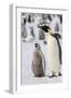 Antarctica, Weddell Sea, Snow Hill. Emperor penguins adult with chicks.-Cindy Miller Hopkins-Framed Photographic Print
