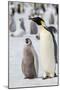 Antarctica, Weddell Sea, Snow Hill. Emperor penguins adult with chicks.-Cindy Miller Hopkins-Mounted Photographic Print
