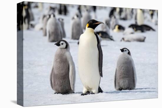 Antarctica, Weddell Sea, Snow Hill. Emperor penguins adult with chicks.-Cindy Miller Hopkins-Stretched Canvas