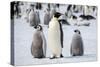 Antarctica, Weddell Sea, Snow Hill. Emperor penguins adult with chicks.-Cindy Miller Hopkins-Stretched Canvas