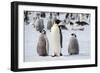 Antarctica, Weddell Sea, Snow Hill. Emperor penguins adult with chicks.-Cindy Miller Hopkins-Framed Photographic Print