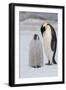 Antarctica, Weddell Sea, Snow Hill. Emperor penguins chick with adult.-Cindy Miller Hopkins-Framed Photographic Print