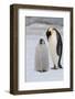 Antarctica, Weddell Sea, Snow Hill. Emperor penguins chick with adult.-Cindy Miller Hopkins-Framed Photographic Print