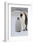 Antarctica, Weddell Sea, Snow Hill. Emperor penguins chick with adult.-Cindy Miller Hopkins-Framed Photographic Print