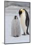 Antarctica, Weddell Sea, Snow Hill. Emperor penguins chick with adult.-Cindy Miller Hopkins-Mounted Photographic Print