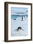 Antarctica, Weddell Sea, Snow Hill. Emperor penguins toboggining.-Cindy Miller Hopkins-Framed Photographic Print