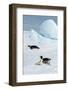 Antarctica, Weddell Sea, Snow Hill. Emperor penguins toboggining.-Cindy Miller Hopkins-Framed Photographic Print
