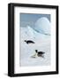 Antarctica, Weddell Sea, Snow Hill. Emperor penguins toboggining.-Cindy Miller Hopkins-Framed Photographic Print