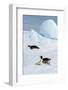 Antarctica, Weddell Sea, Snow Hill. Emperor penguins toboggining.-Cindy Miller Hopkins-Framed Photographic Print