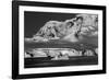 Antarctica-Art Wolfe-Framed Photographic Print