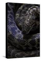 Antaresia Childreni (Children's Python)-Paul Starosta-Stretched Canvas