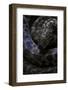 Antaresia Childreni (Children's Python)-Paul Starosta-Framed Photographic Print