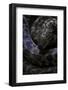 Antaresia Childreni (Children's Python)-Paul Starosta-Framed Photographic Print