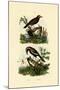 Antbirds, 1833-39-null-Mounted Giclee Print