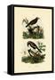 Antbirds, 1833-39-null-Framed Stretched Canvas