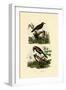 Antbirds, 1833-39-null-Framed Giclee Print