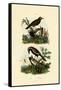 Antbirds, 1833-39-null-Framed Stretched Canvas