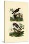 Antbirds, 1833-39-null-Stretched Canvas