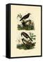 Antbirds, 1833-39-null-Framed Stretched Canvas