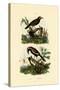 Antbirds, 1833-39-null-Stretched Canvas