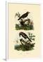 Antbirds, 1833-39-null-Framed Giclee Print