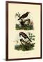 Antbirds, 1833-39-null-Framed Giclee Print