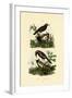 Antbirds, 1833-39-null-Framed Giclee Print