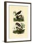 Antbirds, 1833-39-null-Framed Giclee Print