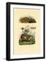 Anteater, 1833-39-null-Framed Giclee Print