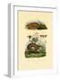 Anteater, 1833-39-null-Framed Giclee Print