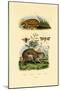 Anteater, 1833-39-null-Mounted Giclee Print