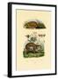 Anteater, 1833-39-null-Framed Giclee Print