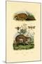 Anteater, 1833-39-null-Mounted Giclee Print