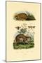 Anteater, 1833-39-null-Mounted Premium Giclee Print
