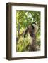 Anteater at rehab center and forest preserve on Mango Key across from Coxen Hole, Roatan-Stuart Westmorland-Framed Photographic Print