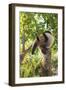 Anteater at rehab center and forest preserve on Mango Key across from Coxen Hole, Roatan-Stuart Westmorland-Framed Photographic Print