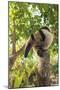 Anteater at rehab center and forest preserve on Mango Key across from Coxen Hole, Roatan-Stuart Westmorland-Mounted Photographic Print