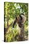 Anteater at rehab center and forest preserve on Mango Key across from Coxen Hole, Roatan-Stuart Westmorland-Stretched Canvas