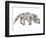 Anteater-Louise Tate-Framed Premium Giclee Print