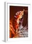 Antelope Canyon - Page - Arizona - United States-Philippe Hugonnard-Framed Photographic Print