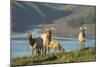 Antelope Fawns-null-Mounted Photographic Print