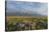 Antelope Flats lupines and sagebrush. Grand Teton National Park-Alan Majchrowicz-Stretched Canvas