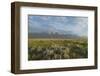 Antelope Flats lupines and sagebrush. Grand Teton National Park-Alan Majchrowicz-Framed Photographic Print