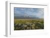 Antelope Flats lupines and sagebrush. Grand Teton National Park-Alan Majchrowicz-Framed Photographic Print