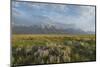 Antelope Flats lupines and sagebrush. Grand Teton National Park-Alan Majchrowicz-Mounted Photographic Print