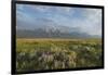 Antelope Flats lupines and sagebrush. Grand Teton National Park-Alan Majchrowicz-Framed Photographic Print