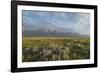 Antelope Flats lupines and sagebrush. Grand Teton National Park-Alan Majchrowicz-Framed Photographic Print