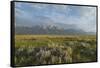 Antelope Flats lupines and sagebrush. Grand Teton National Park-Alan Majchrowicz-Framed Stretched Canvas