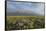 Antelope Flats lupines and sagebrush. Grand Teton National Park-Alan Majchrowicz-Framed Stretched Canvas