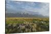 Antelope Flats lupines and sagebrush. Grand Teton National Park-Alan Majchrowicz-Stretched Canvas